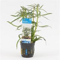Eustralis stellata grof - 6 stuks - aquarium plant - thumbnail
