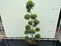 Winterhoes MAMMUT - 360x250 cm - thumbnail