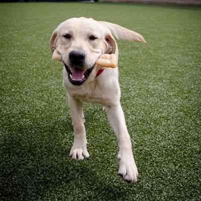 NYLABONE DURA CHEW ORIGINAL VOOR HARDE BIJTERS