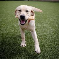 NYLABONE DURA CHEW ORIGINAL VOOR HARDE BIJTERS - thumbnail