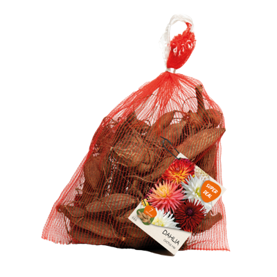 Dahlia cactus mixed 7 stuks in netlon bloembollen Baltus - Baltus