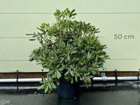 Australische Laurier - Pittosporum Tobiara - hoogte 40 cm - thumbnail