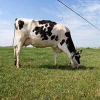 Gallagher Zink-Alu-Mag HT draad 1,6mm - 25kg - 1580m - 004188 004188 - thumbnail