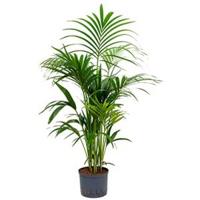 Kentia palm forsteriana yamba hydrocultuur plant - thumbnail