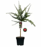 Australische Zilvereik - thumbnail