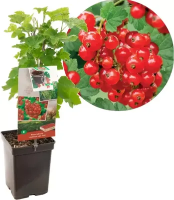 Bessenstruik Ribes rubrum Jonkheer v Tets - Rode bes 18cm