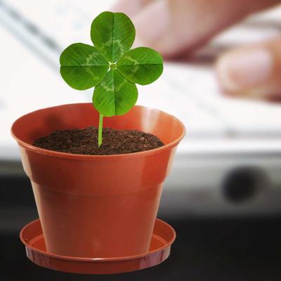 Doosje Geluk met Klavertjevier