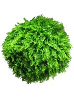 Fern ball green 50cm (6 month UV-protected) - thumbnail