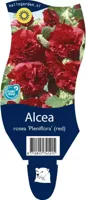 Alcea rosea Pleniflora Rood vaste plant Griffioen - Griffioen - thumbnail