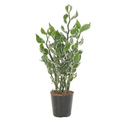 Pedilanthus Tithymaloides 'Mystery Planet' - P 12 cm