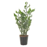 Pedilanthus Tithymaloides 'Mystery Planet' - P 12 cm - thumbnail