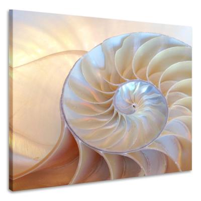 Schilderij - Binnenkant schelp , Premium print - 80x80cm