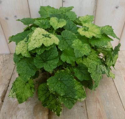 2 stuks! Kamerplant Kindje op moeders schoot Tolmiea Viridi Warentuin Natuurlijk - Warentuin natuurlijk
