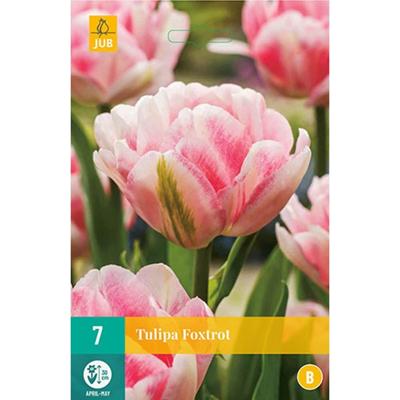 Tulp Foxtrot 7 bollen