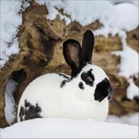 Konijnen Kalender 2026 - thumbnail