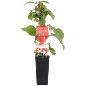 Framboos Rubus idaeus Tulameen - Rode zomerframboos