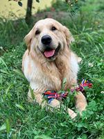 TWIST-TEE 2 KNOOP TUGGER S 29X6X5 CM - thumbnail