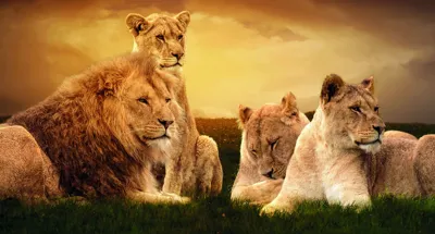 Alexsar Art Tuinschilderij leeuwenfamilie 130x70cm