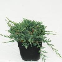 Kruipende jeneverbes (Juniperus horizontalis "Wiltonii") conifeer - thumbnail