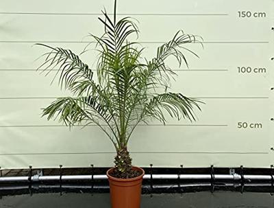 Palmboom - Phoenix Roebelenii