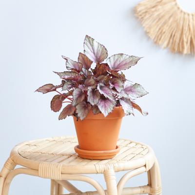 Bladbegonia Rex 'Maori Haze' - P12 Bladbegonia Rex 'Maori Haze' - P12