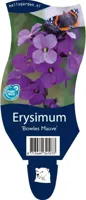 Erysimum Bowles Mauve vaste plant Griffioen - Griffioen - thumbnail