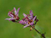 Paddenlelie - thumbnail