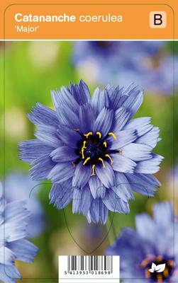 V.I.P.S. Catananche coerulea ''Major'' - blauwe strobloem p9
