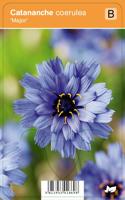 V.I.P.S. Catananche coerulea ''Major'' - blauwe strobloem p9 - thumbnail