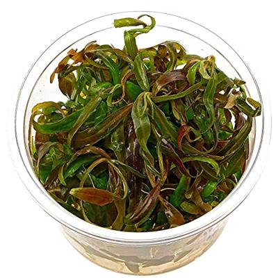 Mix waterplanten in ovale vijvermand (3 stuks) Mix waterplanten in ovale vijvermand (3 stuks)