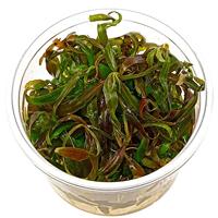 Mix waterplanten in ovale vijvermand (3 stuks) - thumbnail