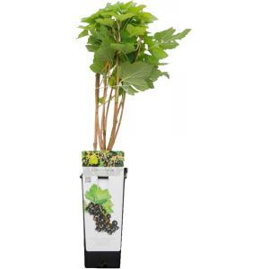 Zwarte bes (ribes nigrum "Titania") fruitplanten - 10 stuks Zwarte bes (ribes nigrum "Titania") fruitplanten - 10 stuks