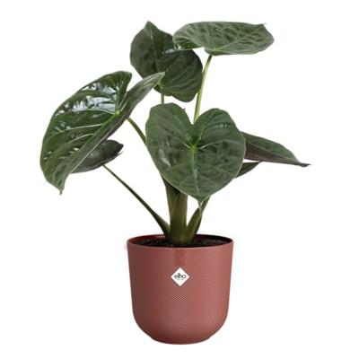 Elho bloempot Jazz rond 26x24cm toscaans rood