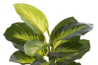 Decoratieve plant DKD Home Decor PVC Polypropyleen 25 x 25 x 30 cm - thumbnail