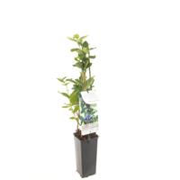 Blauwe honingbes Lonicera caerulea var. kamtschatica - thumbnail