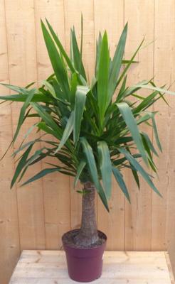 Palmlelie Yucca Elephantipes potmaat 22 cm H90-110 cm 1 dikke stam kamerplant Warentuin Natuurlijk - Warentuin natuurlijk Palmlelie Yucca Elephantipes potmaat 22 cm H90-110 cm 1 dikke stam kamerplant Warentuin Natuurlijk - Warentuin natuurlijk