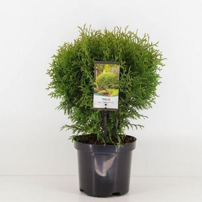 Thuja occidentalis little giant Conifeer Westerse levensboom Warentuin Natuurlijk - Warentuin natuurlijk