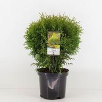 Thuja occidentalis little giant Conifeer Westerse levensboom Warentuin Natuurlijk - Warentuin natuurlijk - thumbnail