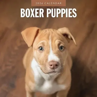 Boxer Puppies Kalender 2026