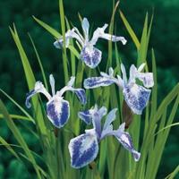 Gevlekte Japanse iris (Iris laevigata “Mottled Beauty”) moerasplant (6-stuks) - thumbnail