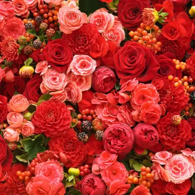 Alexsar Art Tuinschilderij rode rozen 50x50cm