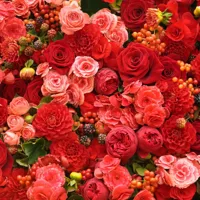 Alexsar Art Tuinschilderij rode rozen 50x50cm - thumbnail