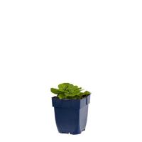 Geum chiloense Mrs. Bradshaw vaste plant Griffioen - Griffioen - thumbnail