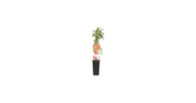 Herfstframboos (rubus idaeus "Himbo Top") fruitplanten - thumbnail