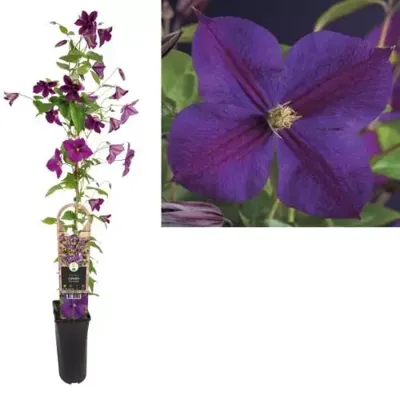 Paarse bosrank (Clematis "Star of India") klimplant