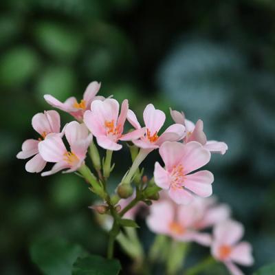 Vergeet-me-niet Kunsttak 85cm Roze