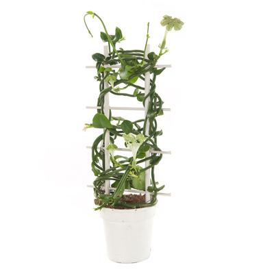 Ceropegia Sandersonii - Parachuteplant - P12