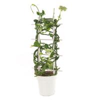 Ceropegia Sandersonii - Parachuteplant - P12 - thumbnail