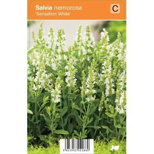 Salie (salvia nemorosa "Sensation White") zomerbloeier - 12 stuks