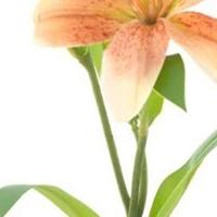 Lilium spray Jakarta peach 53 cm kunstbloem Erutan Avon - Erutan avon - thumbnail